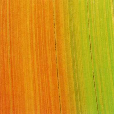 Verzierwachsplatte, Nr. 1001, Bemalt auf g/s, 200 x 100 x 0,5 mm